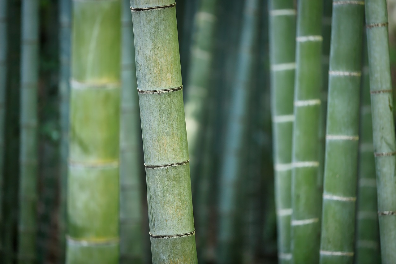 Bamboo: Sustainable Luxury (image credits: pixabay)