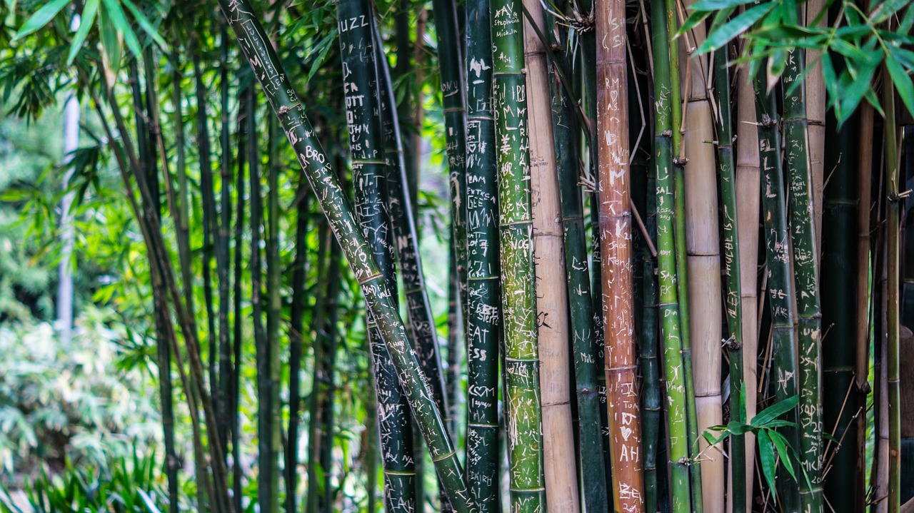 Bamboo – The Fastest-Growing Star in Green Building (image credits: pixabay)