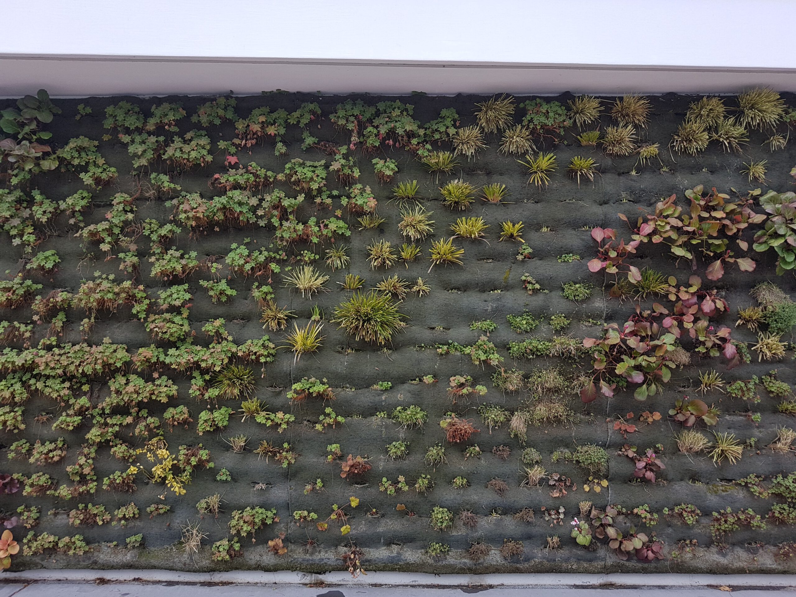 Plant Walls (image credits: wikimedia)