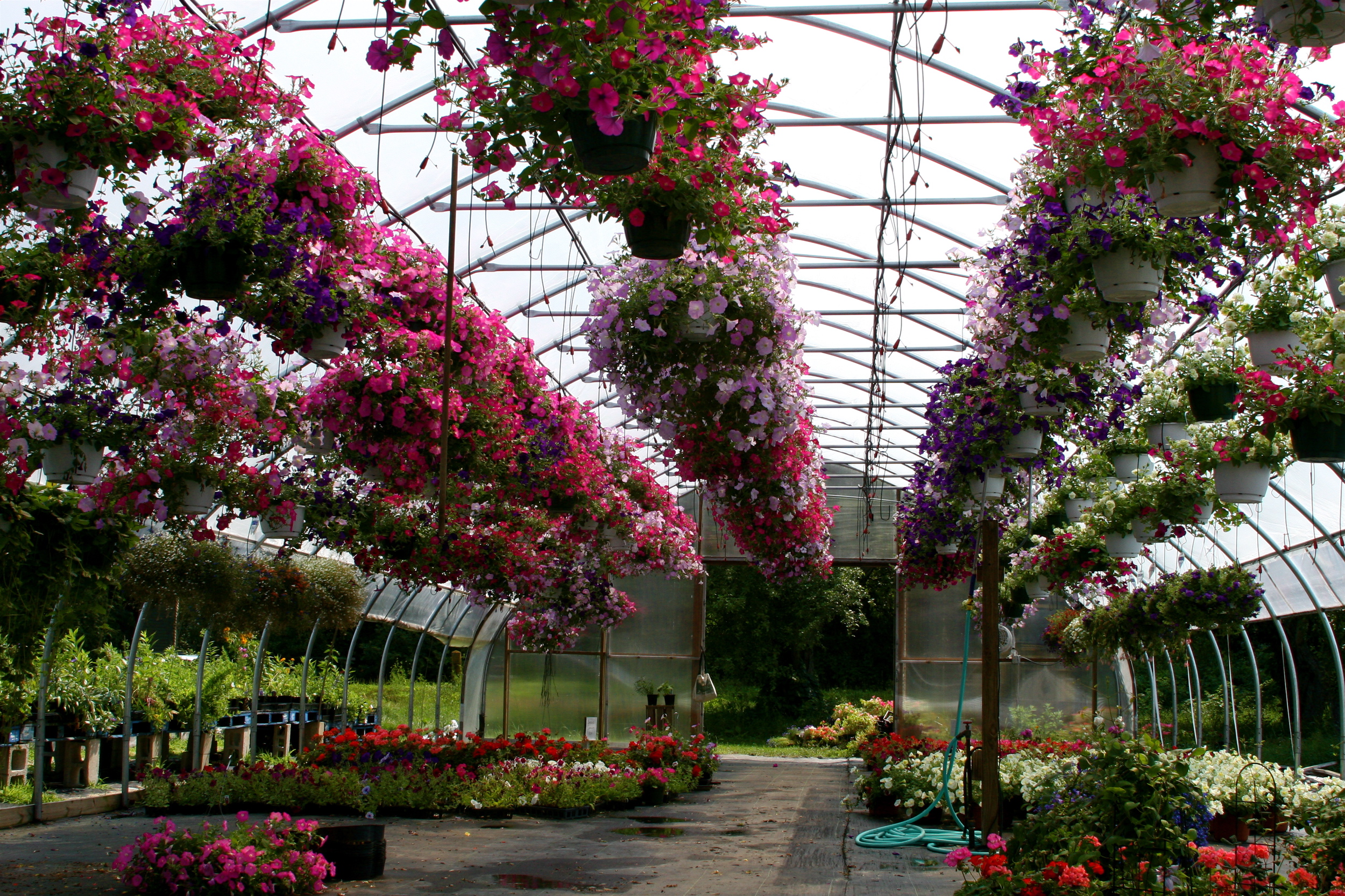 The Power of Color in Plant Selection (image credits: wikimedia)