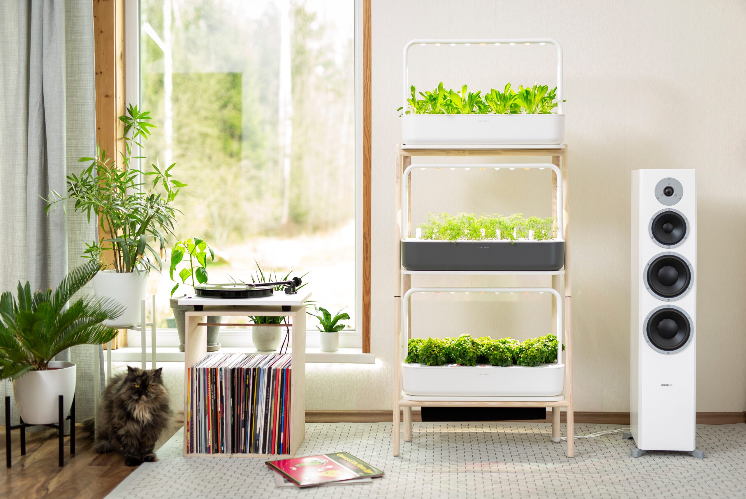 Incorporating Plants in Small Spaces (image credits: wikimedia)