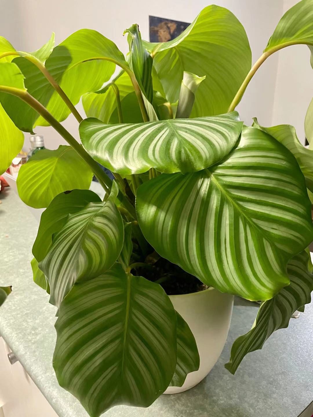 Add Living Greenery (image credits: wikimedia)
