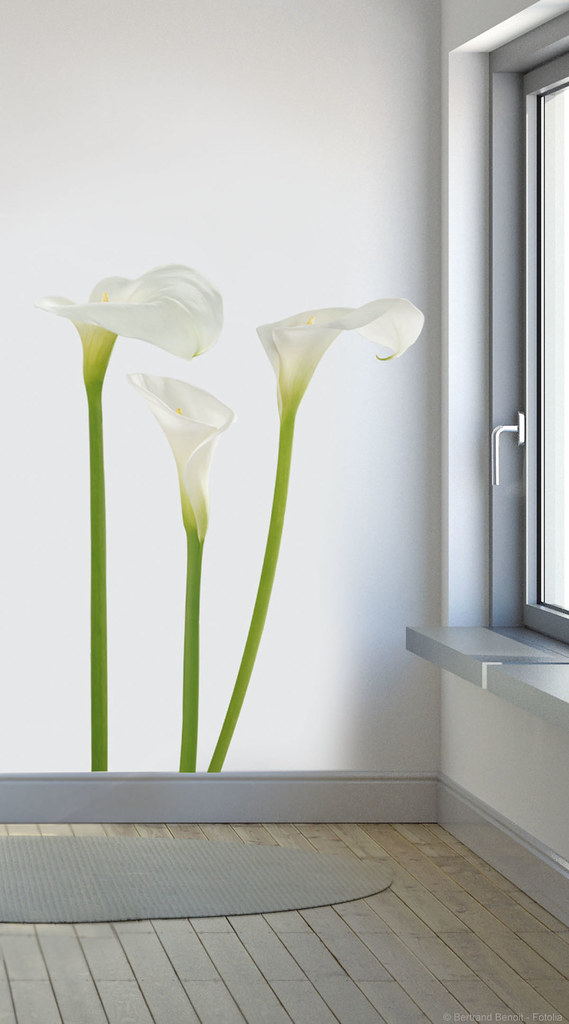 Builder's White - The Lazy Landlord Special (image credits: flickr)